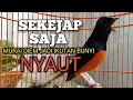 Download Lagu PANCINGAN MURAI BATU biar Emosi lawan jadi NYAUT BUNYI GACOR BONGKAR MATERI ISIAN 