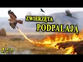 Download Lagu Birds Starting Fires - Using Fire in Nature
