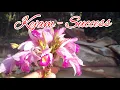 Download Lagu Kejam - Success