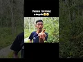 Download Lagu Gampang bener kalau hanya nyari burung yang begini 🤣