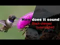 Download Lagu Burung kolibri berdagu hitam
