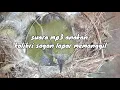 Download Lagu pantes gagal!! belum coabain mp3 ini suara anakan sogon lapar memanggil