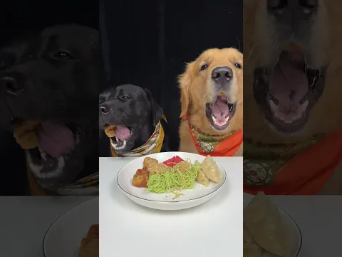 Dinner Has Officially Become a Group Project. Golden and Labrador. Cute Pet Debut Plan