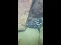 Download Lagu LIVE🔴-I catching seafood on the seafloor. Look what I caught.-Z912-1#fishing #ocean #deepsea #beach