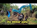 Lagu LOKASI BARU❗️ULAR SANGAT BESAR DITEMUKAN ❗️#kdm 