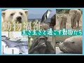 Download Lagu 飼育員たちの新たな挑戦「動物ファースト」飼育や展示方法に変化　健康で幸せに暮らせる環境を…北海道
