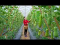 Download Lagu 3 Days Harvesting Giant Luffa in Greenhouse Farm