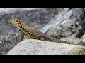 The curly tailed lizard invasion