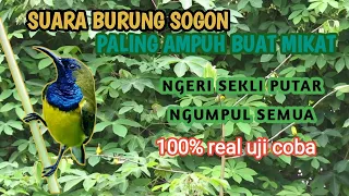 suara burung pikat sogon paling ampuh 100 real uji coba terbukti ampuh