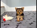 Yorkie Female Blk Tan Your Dream Yorkie in Marietta GA Tcupsandtoypups com 770-527-7295