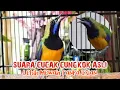 Download Lagu Suara Asli Cucak Cungkok Tanpa Isian Tembakan Rapat