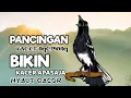 Lagu TERAPI PAGI SUARA KACER NGEPLONG GACOR, COCOK BUAT PANCINGAN KACER BAHAN SUPAYA LEKAS BUNYI GACOR!