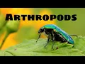 Arthropod Characteristics
