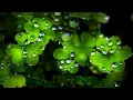 Download Lagu Relaxing Music  Kecapi Suling Sunda (Suara Burung,Air Terjun Dan Suara Suling)