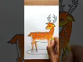 Deer Drawing