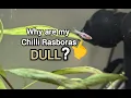 Why Aren t My Chilli Rasboras Colouring Up Here s the ANSWER