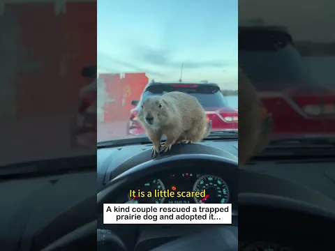 The Rescued Prairie Dog #animals #wildliferescue #cute #lovestory #pets #rescue #prairiedogs