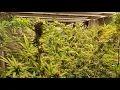Cannabis harvest of Purple Canyon and Purple Crunch by Greenpoint Seeds