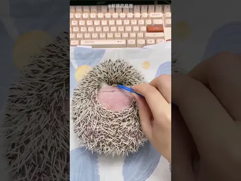 Girl Has Naughty Hedgehog