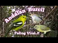 Download Lagu Suara Pikat Burcil Andalan Paling Viral