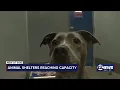 Animal shelter Kansas Humane Society nearing capacity reaching out to public for relief