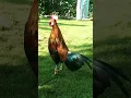 Lagu suara ayam hutan berkokok