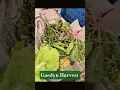 Lagu Gardyn Harvest #cultivators #staygreenalways Join the Cultivators @Patreon.com/AngelineVerdant