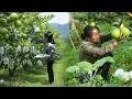 Download Lagu Behind the Guava Garden 🍈 | A Peaceful Day of Harvest and Handcrafted Work