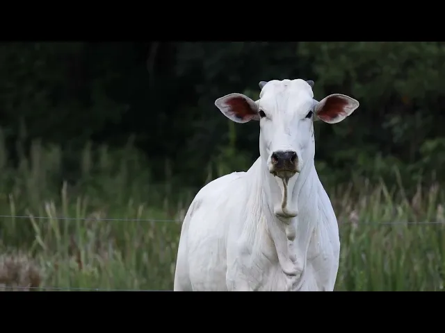 Novilha Nelore ACSM - 227