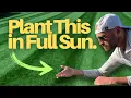The BEST Grass for SUN 6 HOURS of Sun