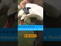 Download Lagu Poppy Farmers Struggle to Get Rid of “Opium-Addicted” Swans.