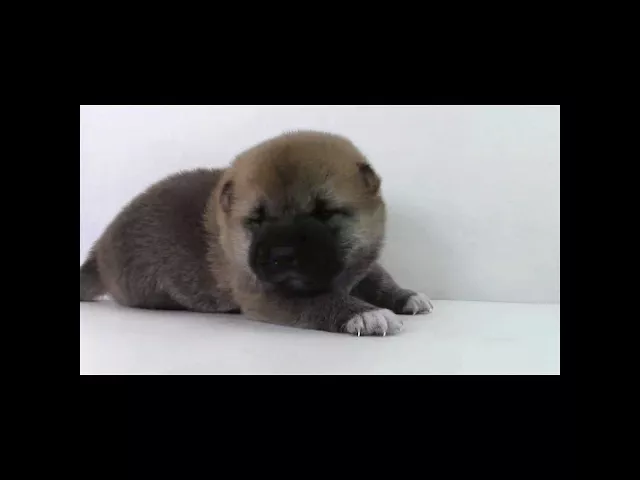 動画