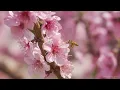 Beautiful Relaxing Piano Music for Sleeping, Stress Relief, & Meditation 🌸 featuring Spring Blossoms