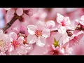 Download Lagu Beautiful Relaxing Piano Music for Sleeping, Stress Relief, \u0026 Meditation 🌸 featuring Spring Blossoms
