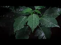 RELAXING MUSIC  for sleep and meditation, rest after work, homework.
