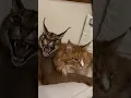 Download Lagu https://vm.tiktok.com/ZGetDrrXv/
