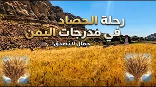 رحلة الحصاط في اعلى الجبال اليمنية بين الصخور والذهب الاصفر