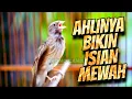 Download Lagu MASTERAN BLACKTHROAT GACOR SUARA JERNIH BUAT KENARI NGRIWIK CEPET GACOR CENGKOK MEWAH