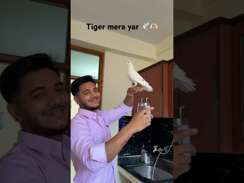Tiger jesa yaar naseeb valo ko milta h 🥺🕊️🫶🏻 #dosti #pigeon #pigeontraining #viral #shorts