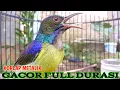 Download Lagu Kolibri kelapa | manggar | wiceh | pancingan korlap metalik gacor full durasi 