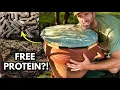I Built a Self-Harvesting Black Soldier Fly Bin Free Chicken Feed NO Plastic