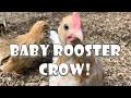 Download Lagu Ayam Jantan Berkokok Pertama Kalinya!