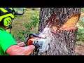 Download Lagu HOW TO BORE CUT A TREE | Tree Felling Tutorial