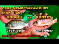 Lagu CARA MEMBEDAKAN BIBIT IKAN NILA UNGGUL vs KONTET / KERDIL ❗️HATI-HATI MEMBELI BIBIT AGAR TIDAK RUGI