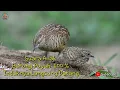 Download Lagu Suara Anak Burung Puyuh 100% Induknya Langsung Datang