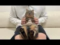 Download Lagu 【ご報告】虐められて怪我してた猫の新しい家族について。