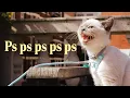 What Photographers Can Learn From Making Friends With Cats