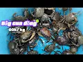 Download Lagu Bẫy cua đồng đầu mùa giá cao, nếu mỗi ngày kiếm 10kg là giàu to 🤪#bẫycuađồng