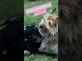Download Lagu DO YOU REMEMBER THESE 2 DOGGIES! CHAYA \u0026 SAL BEST FRIENDS!
