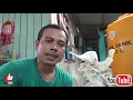 Lagu Panen sarang walet?? HASIL PEMAKAIAN SP RAJA @LIUR REVISI dan #TARIK SENJA